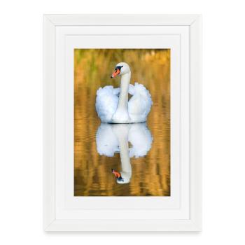 Lac des cygnes, cygne dans le lac avec image miroir - Affiche encadrée (27 × 37 cm) - blanc - Devant