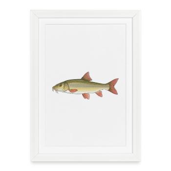 Barbel Fishing Fishing - Framed poster (27 × 37 cm) - white - Front