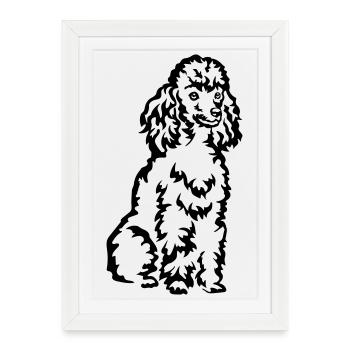 Caniche - Affiche encadrée (27 × 37 cm) - blanc - Devant