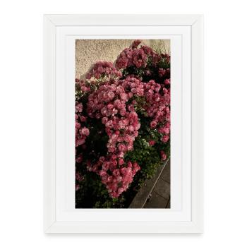 Rose blossom in the garden - Framed poster (27 × 37 cm) - white - Front
