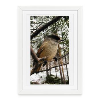 Jay - Framed poster (27 × 37 cm) - white - Front