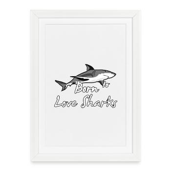 Né pour aimer les requins Requin Requin Animal Love Cadeau - Affiche encadrée (27 × 37 cm) - blanc - Devant