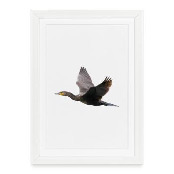 Cormoran en vol - Affiche encadrée (27 × 37 cm) - blanc - Devant