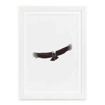 Condor - Framed poster (27 × 37 cm) - white - Front