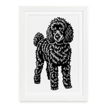 caniche - Affiche encadrée (27 × 37 cm) - blanc - Devant