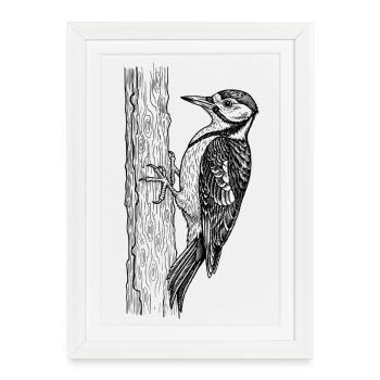 Oiseau pic - Affiche encadrée (27 × 37 cm) - blanc - Devant