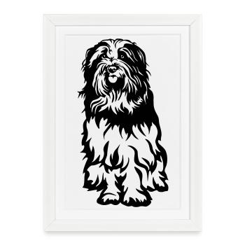 Schapendoes - Affiche encadrée (27 × 37 cm) - blanc - Devant