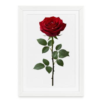Belle Rose Rouge pour toi - Affiche encadrée (27 × 37 cm) - blanc - Devant