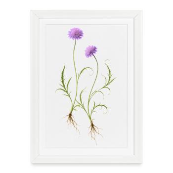 Illustration de la nature des fleurs de prairie - Affiche encadrée (27 × 37 cm) - blanc - Devant
