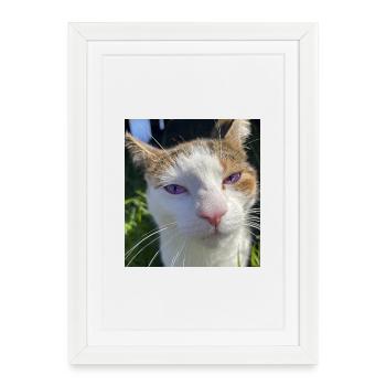 Portrait de chat aux yeux violets - Affiche encadrée (27 × 37 cm) - blanc - Devant