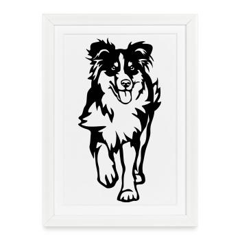Berger australien - Affiche encadrée (27 × 37 cm) - blanc - Devant