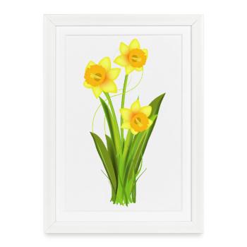 Glowing daffodils – spring flowers - Framed poster (27 × 37 cm) - white - Front