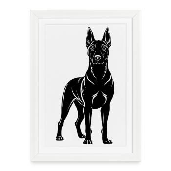 Malinois belge - Affiche encadrée (27 × 37 cm) - blanc - Devant