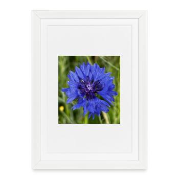 Bleuet en gros plan - Affiche encadrée (27 × 37 cm) - blanc - Devant