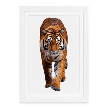 Tigre - Affiche encadrée (27 × 37 cm) - blanc - Devant