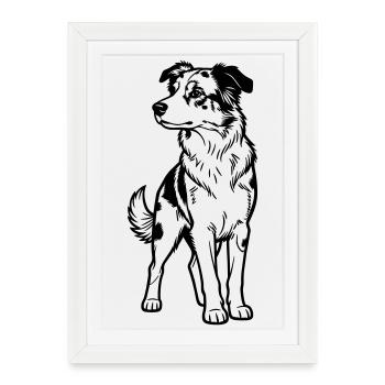 Berger australien - Affiche encadrée (27 × 37 cm) - blanc - Devant