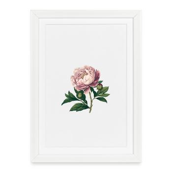 Traditionelle Pfingstrose - Vintage Rosa Aquarel - Gerahmtes Poster (27 × 37 cm) - Weiß - Vorne