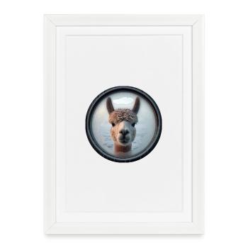 Alpaca looking through a window - Framed poster (27 × 37 cm) - white - Front