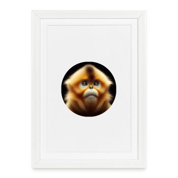 Singe Capucin Photoréaliste - Affiche encadrée (27 × 37 cm) - blanc - Devant