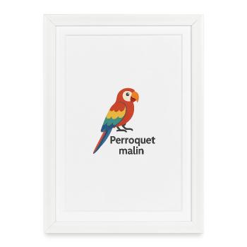 Perroquet coloré "Perroquet malin" - Affiche encadrée (27 × 37 cm) - blanc - Devant