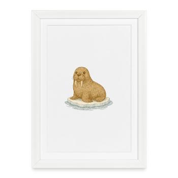Nordic Arctic - Walrus - Framed poster (27 × 37 cm) - white - Front