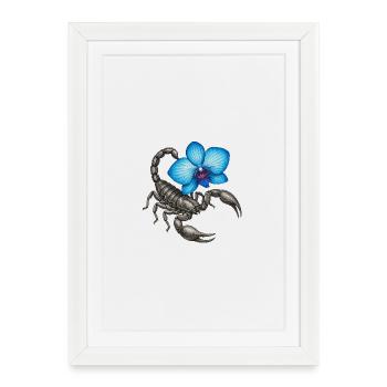 Scorpion avec orchidée bleue - Affiche encadrée (27 × 37 cm) - blanc - Devant