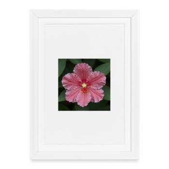Rosa Hibiskusblüte Nahaufnahme - Gerahmtes Poster (27 × 37 cm) - Weiß - Vorne