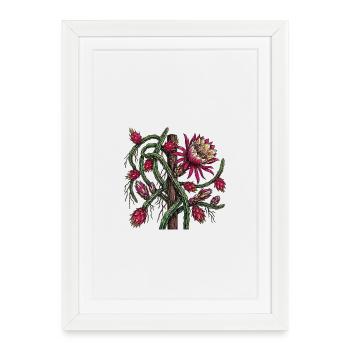 Pitaya Creeper in Bloom - Botanical Drawing - Framed poster (27 × 37 cm) - white - Front