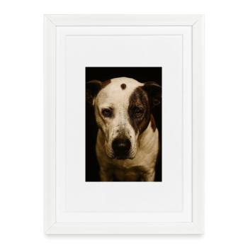 Mon copain chien - Affiche encadrée (27 × 37 cm) - blanc - Devant