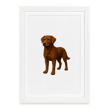 Labrador - Framed poster (27 × 37 cm) - white - Front