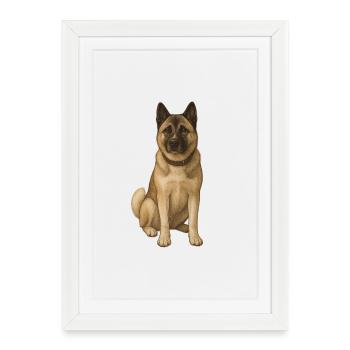 Akita Holly américain - Affiche encadrée (27 × 37 cm) - blanc - Devant