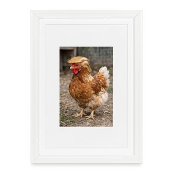 Poulet aux cheveux rétro - Affiche encadrée (27 × 37 cm) - blanc - Devant
