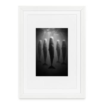 Baleines sous-marines dans le faisceau lumineux - Affiche encadrée (27 × 37 cm) - blanc - Devant