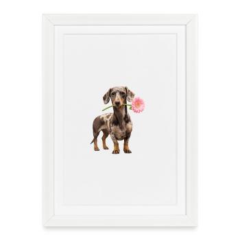 Teckel avec une fleur – L’amour de la fleur - Affiche encadrée (27 × 37 cm) - blanc - Devant