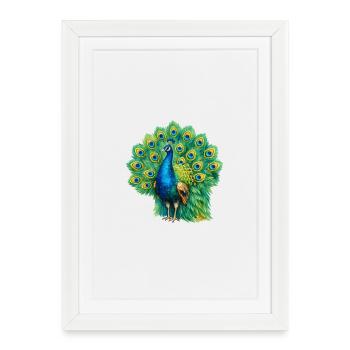 Magnificent peacock - Framed poster (27 × 37 cm) - white - Front