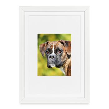 Portrait Boxer Regard Profond - Affiche encadrée (27 × 37 cm) - blanc - Devant