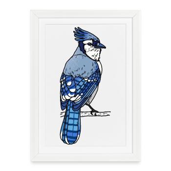 Geai bleu - Affiche encadrée (27 × 37 cm) - blanc - Devant