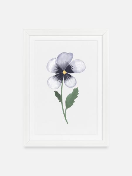 Stiefmütterchen Veilchen - Gerahmtes Poster (27 × 37 cm) - Weiß