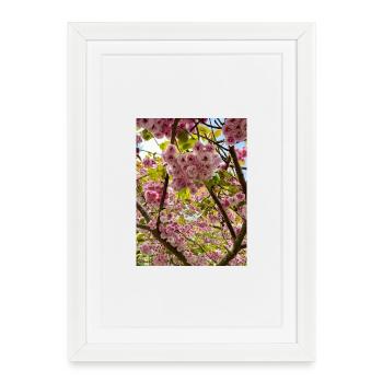 La magie des fleurs de cerisier au printemps - Affiche encadrée (27 × 37 cm) - blanc - Devant