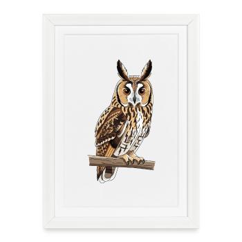 Long-eared Owl Asio Otus - Framed poster (27 × 37 cm) - white - Front