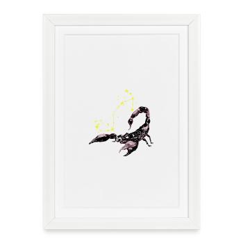 Scorpion étoilés - Affiche encadrée (27 × 37 cm) - blanc - Devant