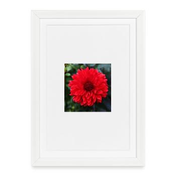 Powerful Red Dahlia Flower - Framed poster (27 × 37 cm) - white - Front