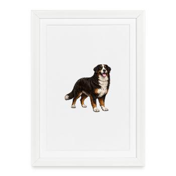 Illustration vintage du chien de montagne bernois – Loyauté du chien - Affiche encadrée (27 × 37 cm) - blanc - Devant