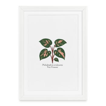 Plante élégante - Philodendron Pink Princess - Affiche encadrée (27 × 37 cm) - blanc - Devant