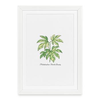 Plante élégante - Philodendron Florida Beauty - Affiche encadrée (27 × 37 cm) - blanc - Devant