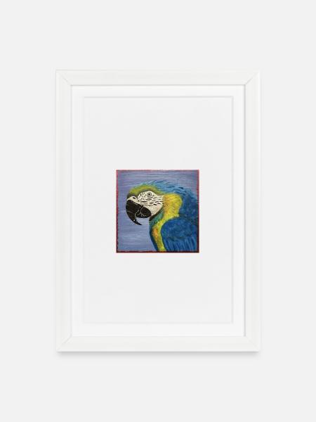 Macaw Parrot - Framed poster (27 × 37 cm) - white