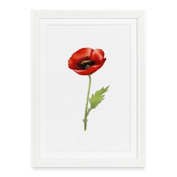 Papaver - Affiche encadrée (27 × 37 cm) - blanc - Devant