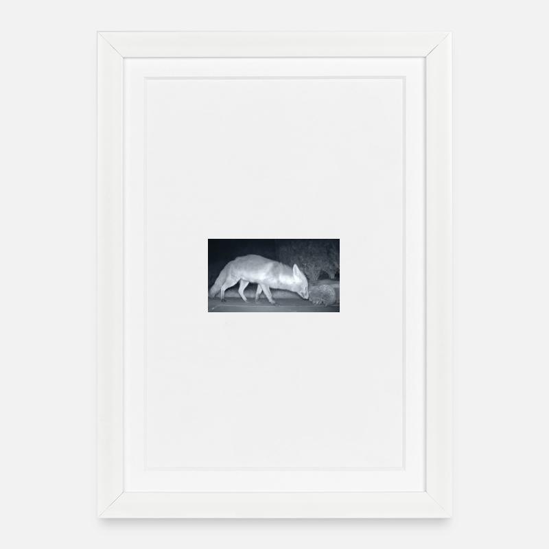 Renard nocturne Rencontre avec le hérisson - Affiche encadrée (27 × 37 cm) - blanc