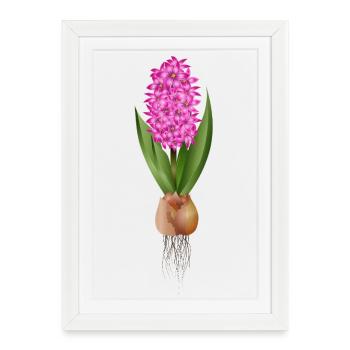Jacinthe rouge – fleurs fortes avec bulbe - Affiche encadrée (27 × 37 cm) - blanc - Devant