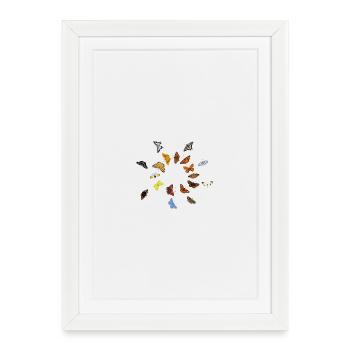 Papillons : Papillons allemands - Affiche encadrée (27 × 37 cm) - blanc - Devant
